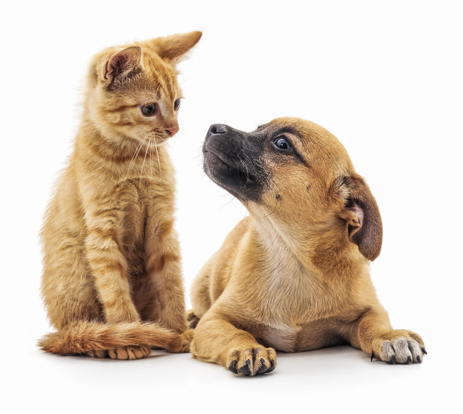 10 activities for animal lovers